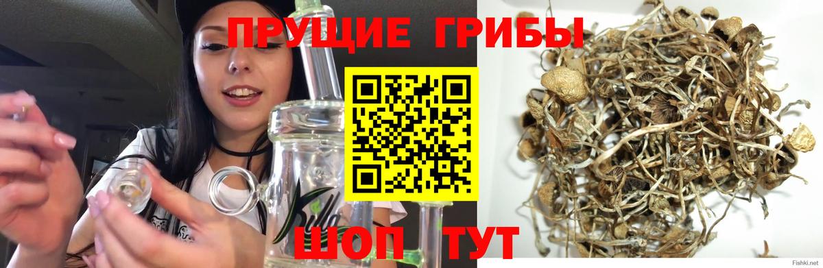 Вязники  наркота  Вход с VPN  Псилоцибиновые грибы Cubensis 