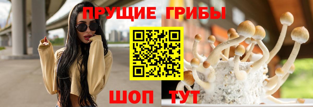 Псилоцибиновые грибы Cubensis Вязники